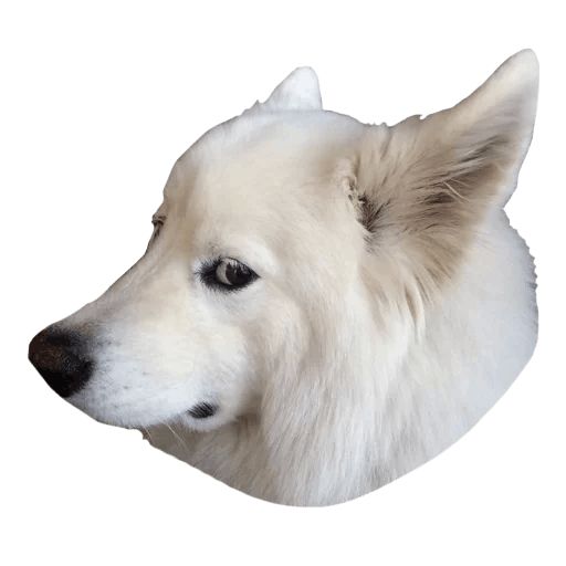 Sticker “Samoyed Dog-12”