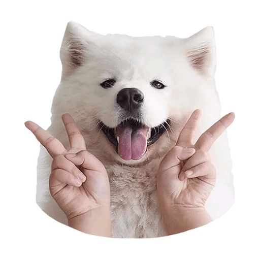 Sticker “Samoyed Dog-3”