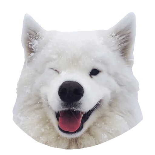Sticker “Samoyed Dog-4”