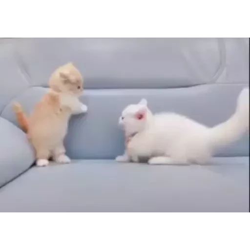 Sticker “Kittens-5”