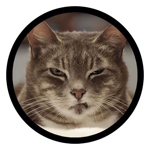 Sticker “Funny Cats-1”