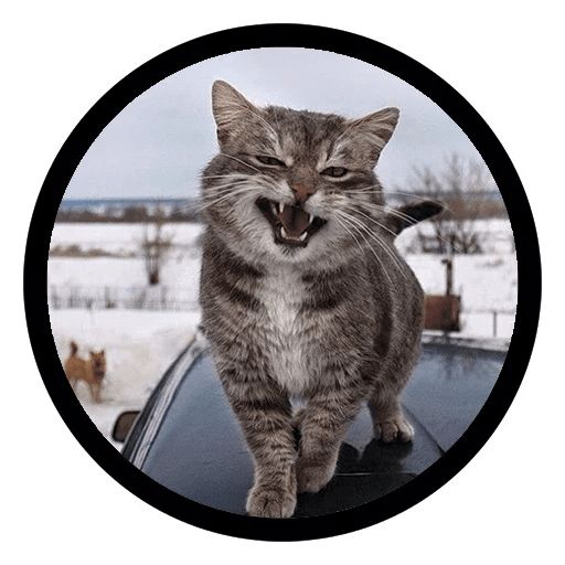 Sticker “Funny Cats-10”
