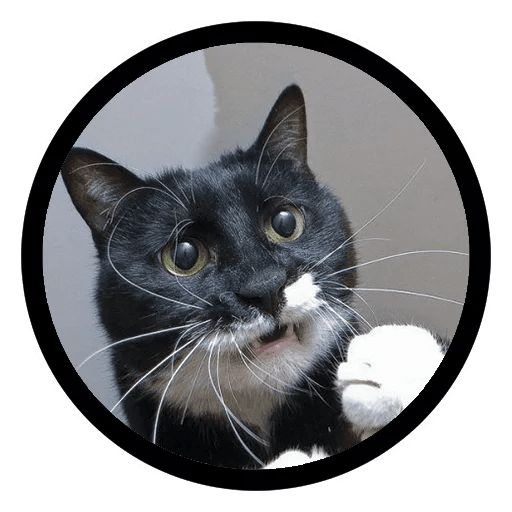 Sticker “Funny Cats-12”
