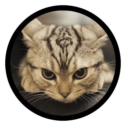 Sticker “Funny Cats-2”
