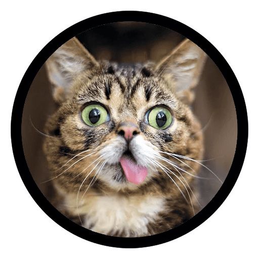 Sticker “Funny Cats-3”
