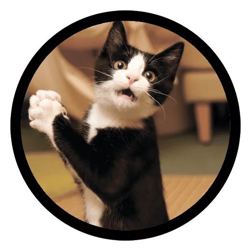 Sticker “Funny Cats-4”