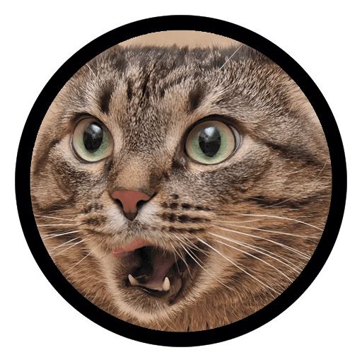 Sticker “Funny Cats-5”