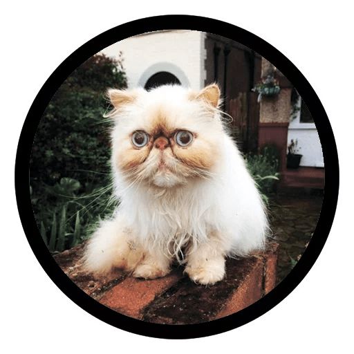 Sticker “Funny Cats-7”