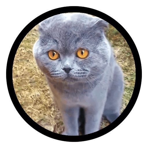 Sticker “Funny Cats-8”