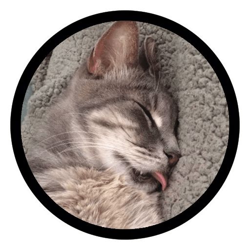 Sticker “Funny Cats-9”