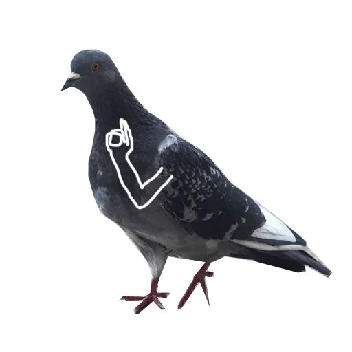 Sticker “Pigeon With Hands-2”