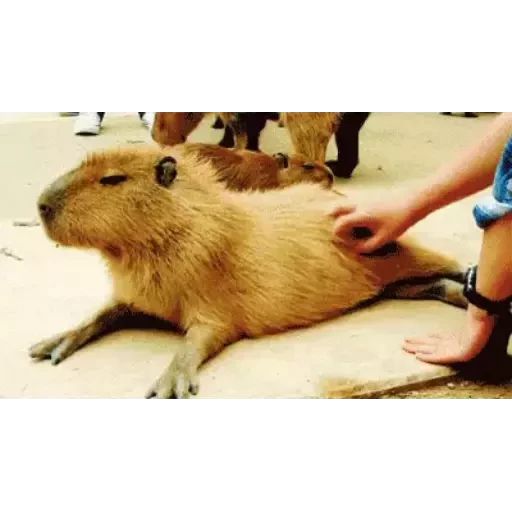 Sticker “Capybara-3”
