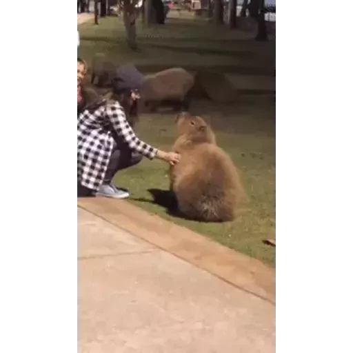 Sticker “Capybara-5”
