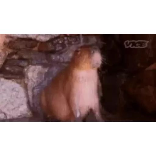 Sticker “Capybara-8”