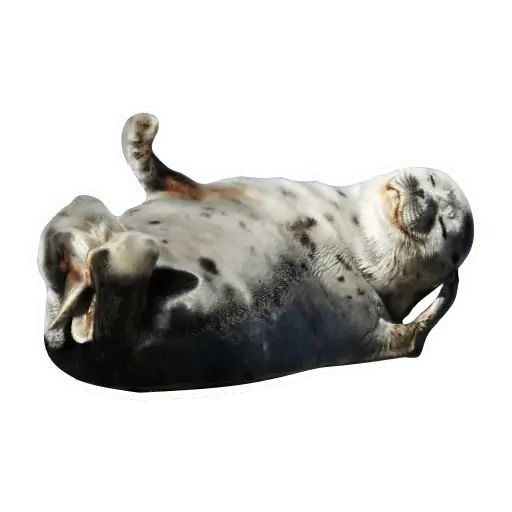 Sticker “Lazy Seals-2”