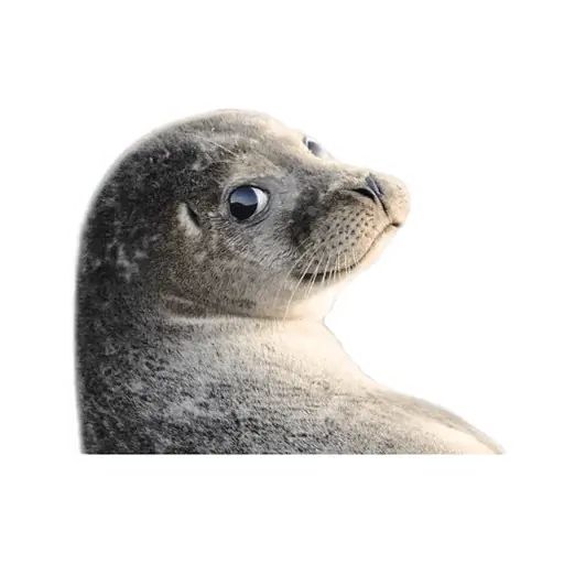 Sticker “Lazy Seals-9”