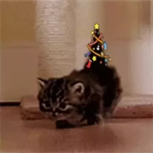 Telegram channel Funny Cats Gifs — @FunnyCatsGifs — TGStat