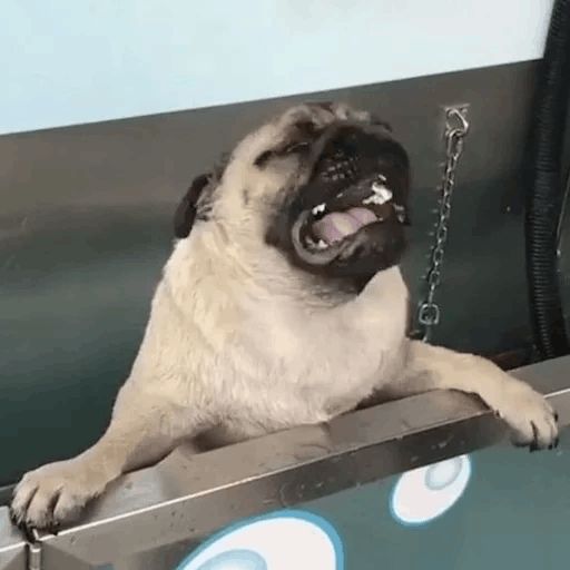 Sticker “Pugs doing things-1”