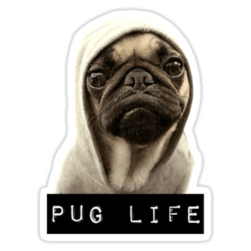 Sticker “Pugs doing things-9”