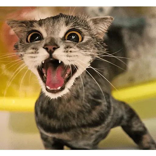 Sticker “Melissa-10”