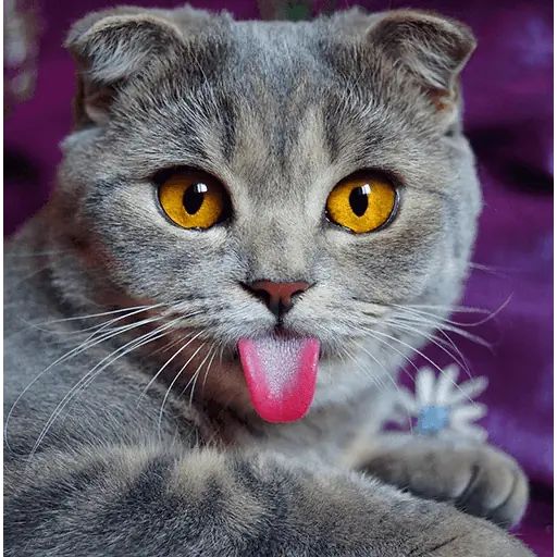 Sticker “Melissa-2”