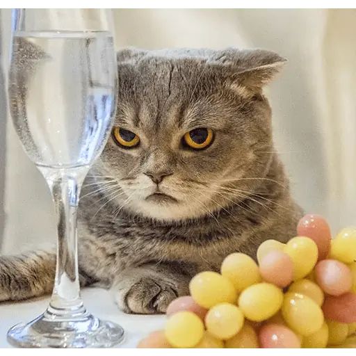 Sticker “Melissa-4”