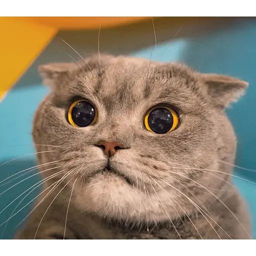 Sticker “Melissa-6”