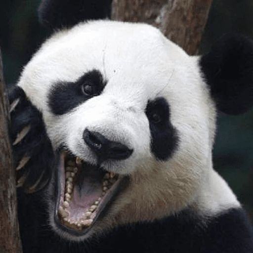 Sticker “Lazy Panda-1”