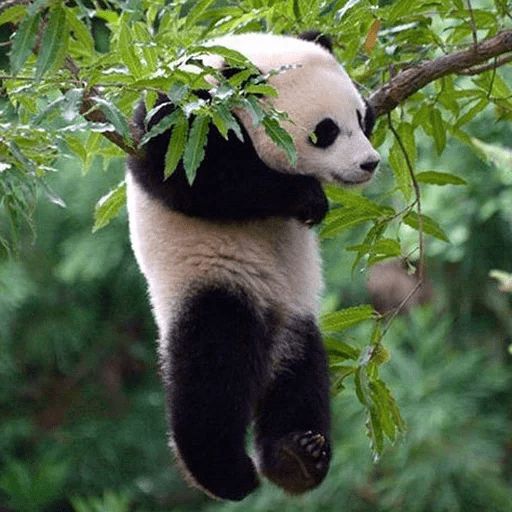 Sticker “Lazy Panda-10”