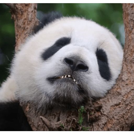 Sticker “Lazy Panda-12”