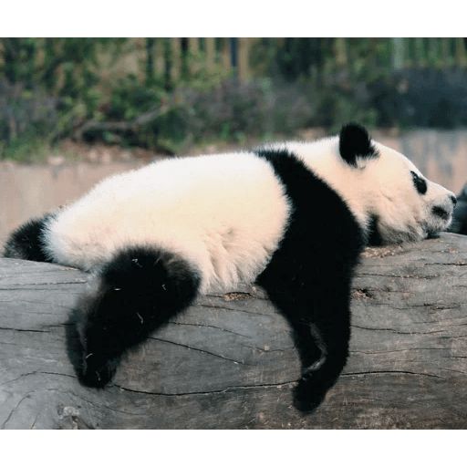 Sticker “Lazy Panda-4”