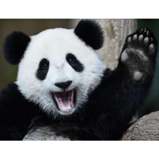 Sticker “Lazy Panda-5”
