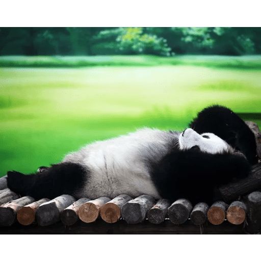 Sticker “Lazy Panda-6”