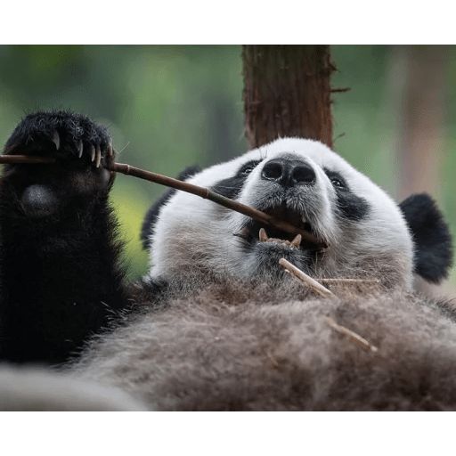 Sticker “Lazy Panda-7”