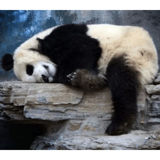 Sticker “Lazy Panda-8”