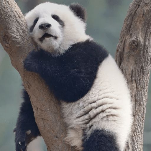 Sticker “Lazy Panda-9”