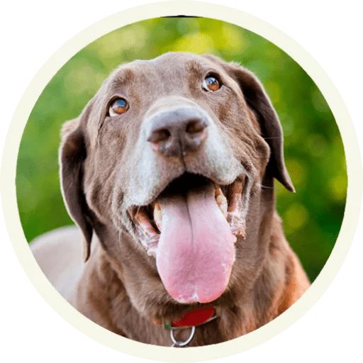 Sticker “Labrador-1”