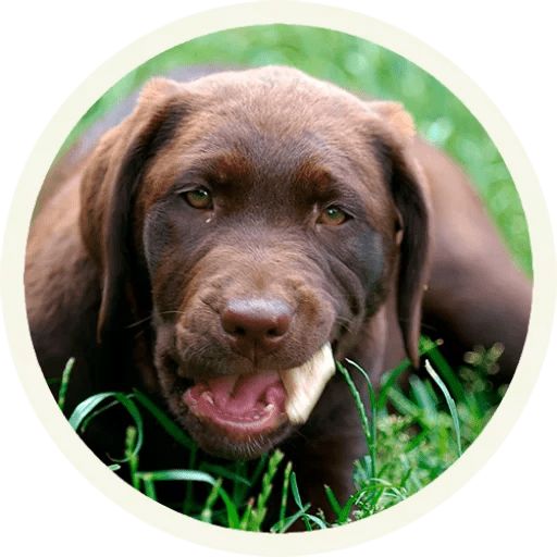 Sticker “Labrador-12”