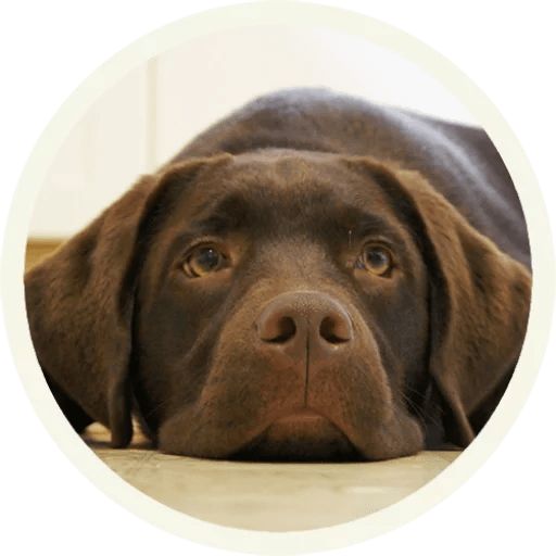 Sticker “Labrador-2”