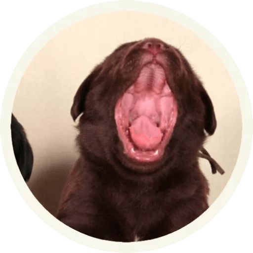 Sticker “Labrador-3”