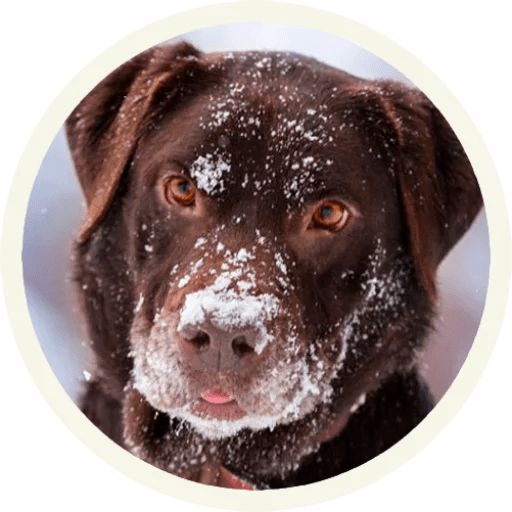 Sticker “Labrador-5”