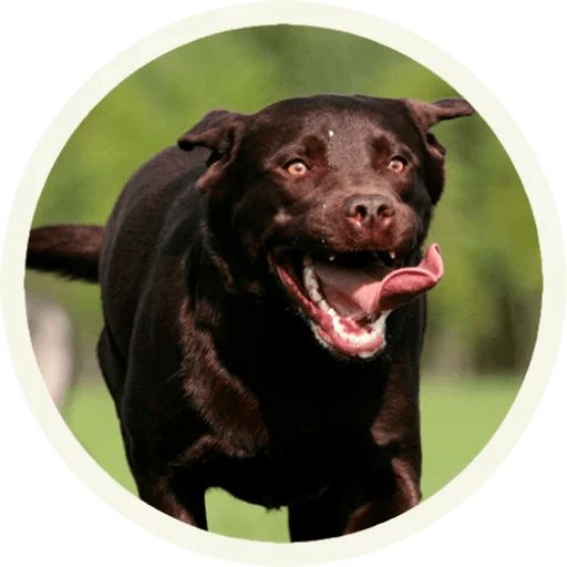 Sticker “Labrador-6”