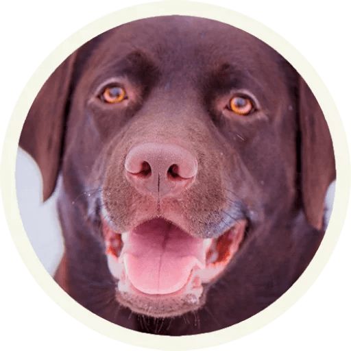 Sticker “Labrador-7”
