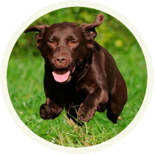 Sticker “Labrador-8”