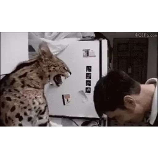 Sticker “Funny Cats-11”