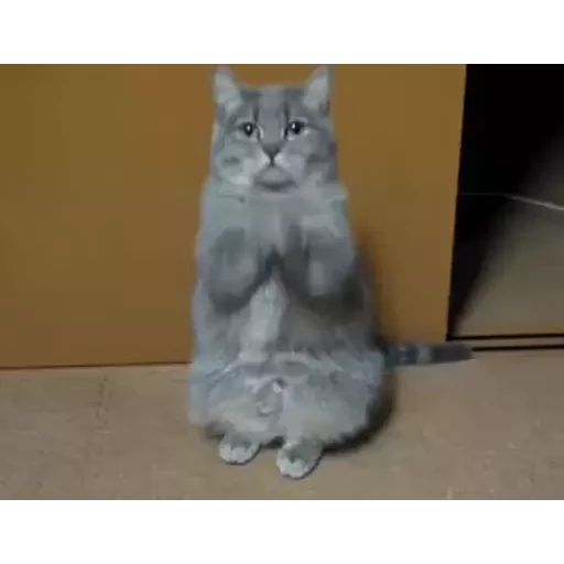 Sticker “Funny Cats-2”