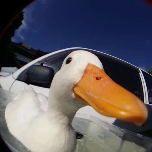 Sticker “Duck or not-4”
