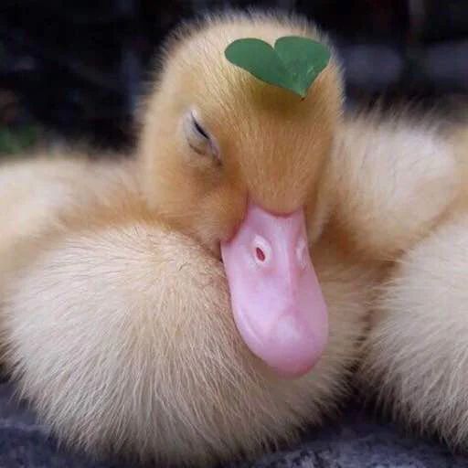 Sticker “Duck or not-9”