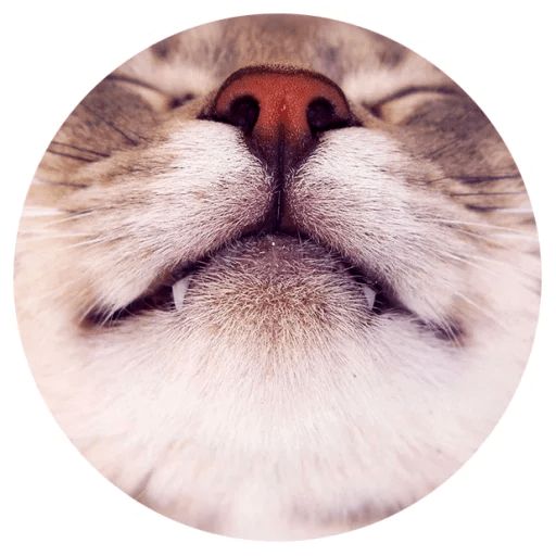 Sticker “Cat Tenderness-1”