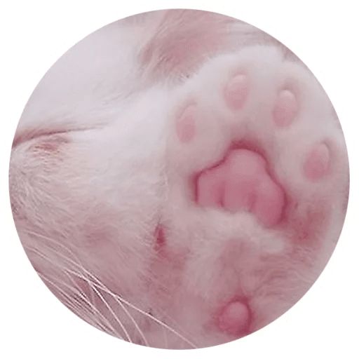 Sticker “Cat Tenderness-10”